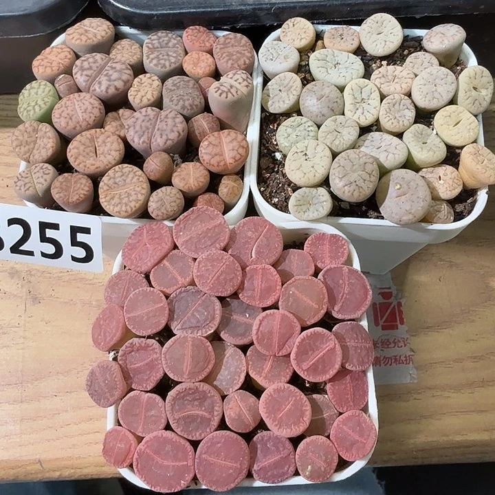 255拼盆拼盆拼盆带盆土拼盆带盆土