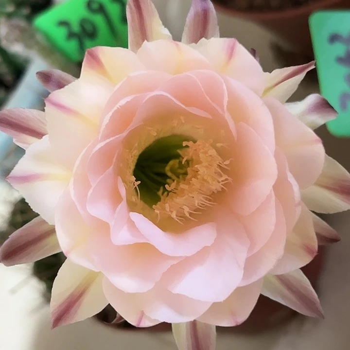 3092 大球 实生彩草 脱土