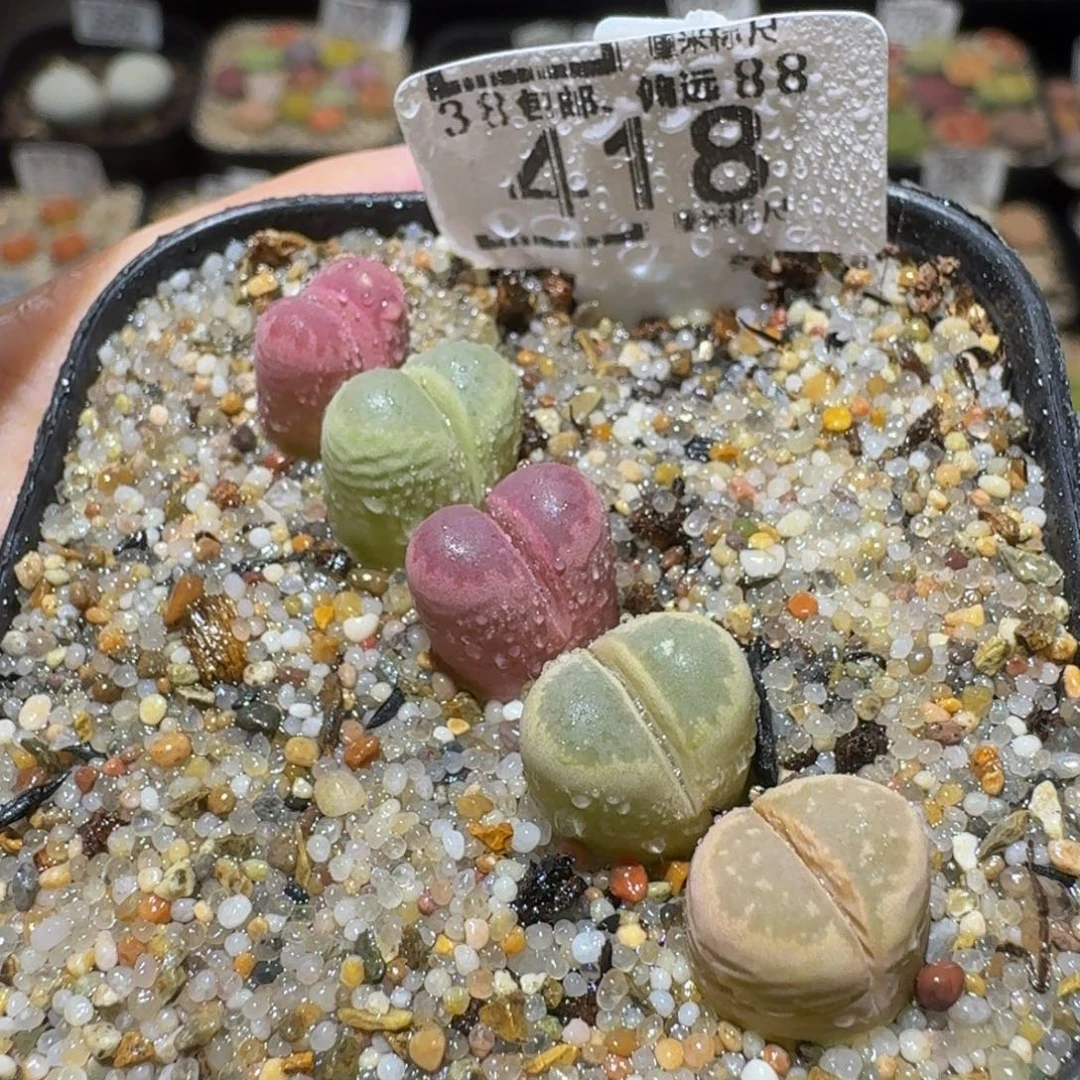 Ssssss精品生石花418