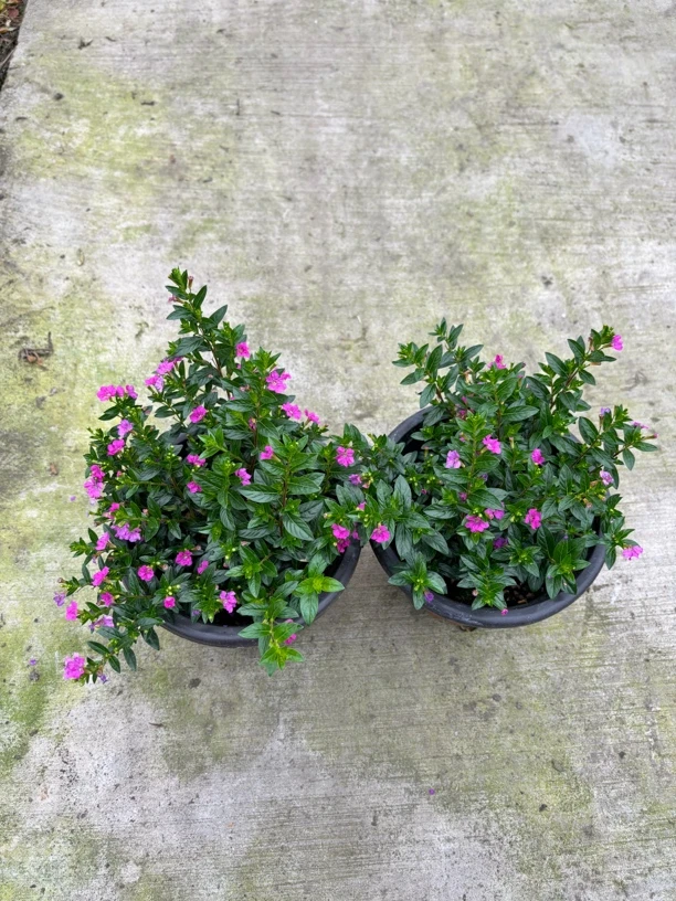 （拍一发二）满天星盆栽室内绿植四季开花阳台庭院好养观花植物