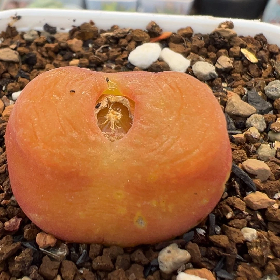 117多肉植物百科水蜜桃1430.5
