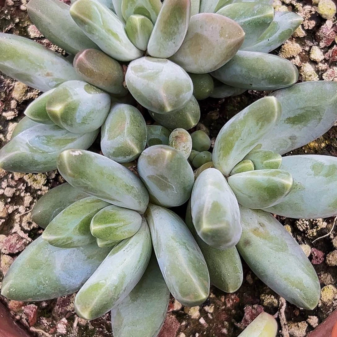 1颗美人系列多肉植物