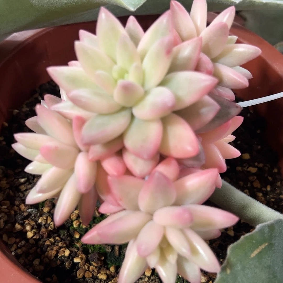 蜜桃波波锦大群生