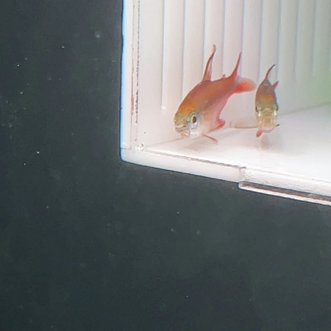 容***地海水鱼超级红魔鬼2.5+尺寸发色