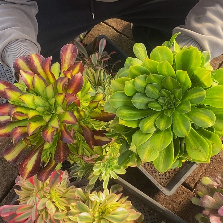 翡翠琉璃加韶华多肉法师