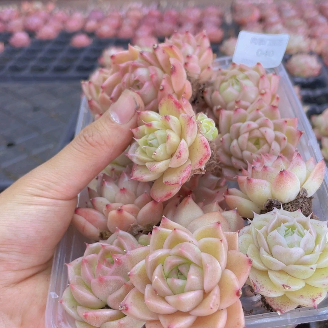 开心快乐幸福040