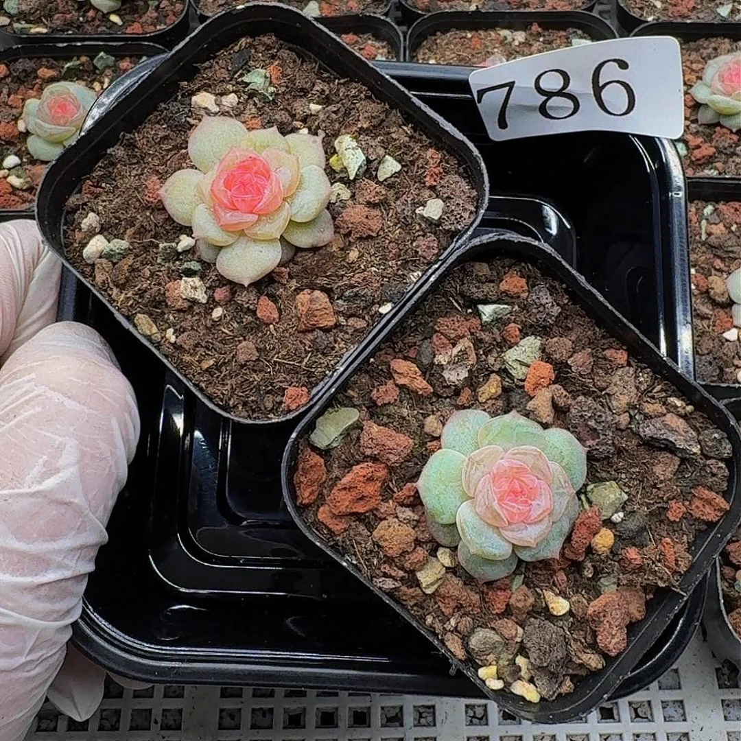 多肉植物多肉植物786