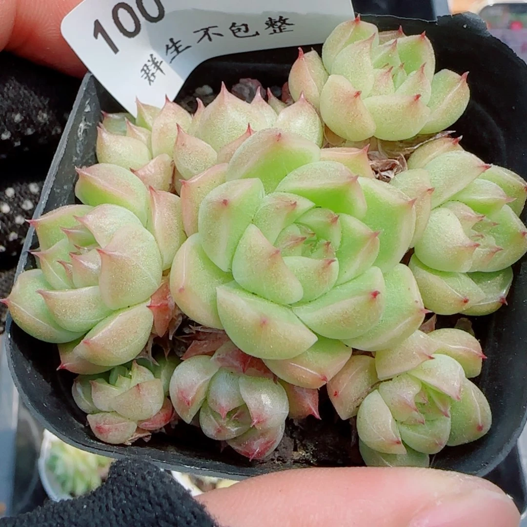 框拍框拍0411-100