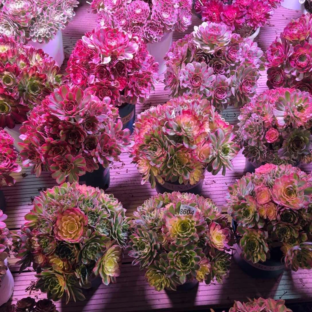 鱼*多肉植物法师福利1颗