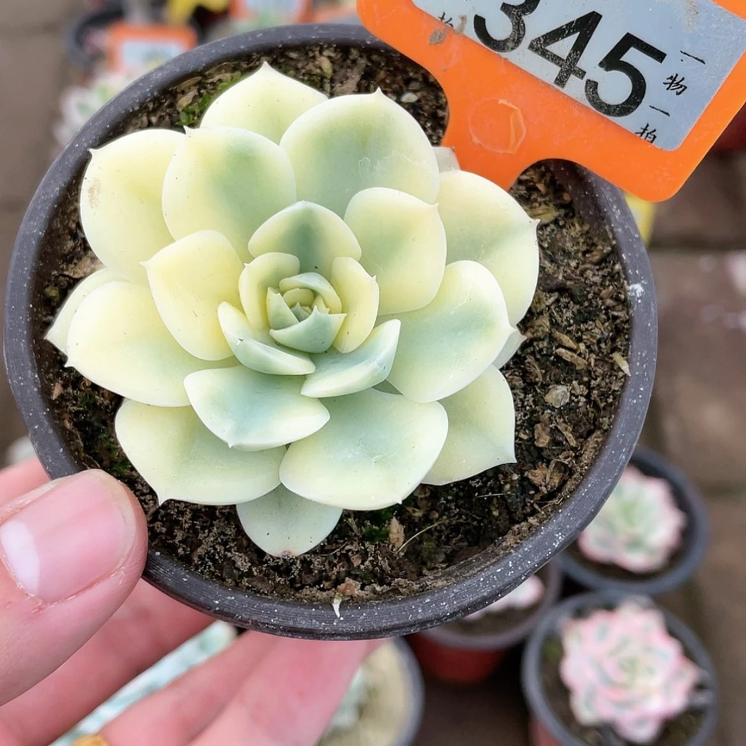 【闪购商品】345号