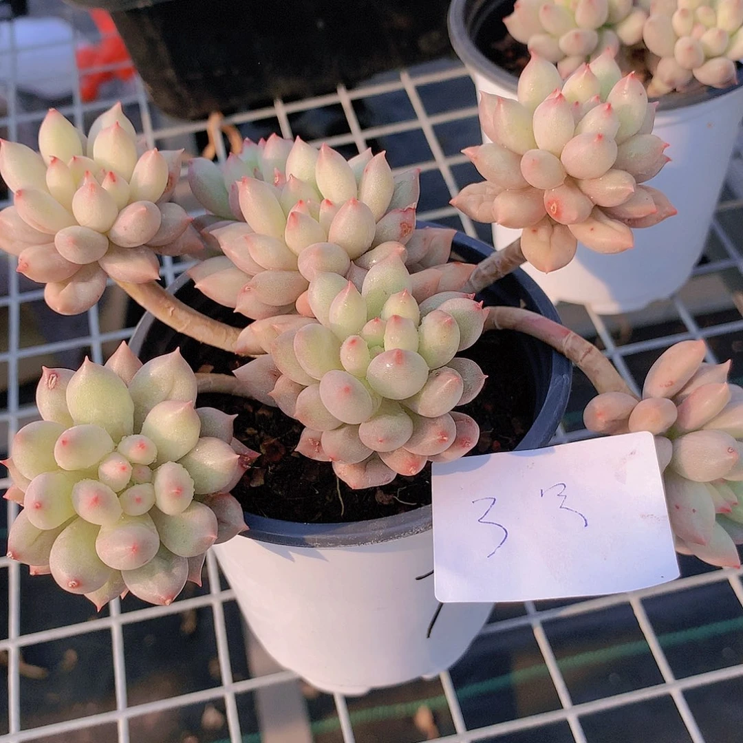 虞美人3号234567888999999