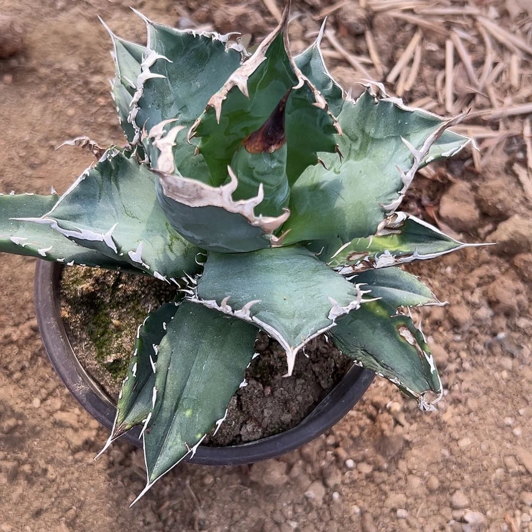 多肉植物仁王冠杂