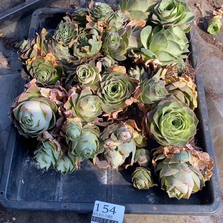山地玫瑰脱土无售后154