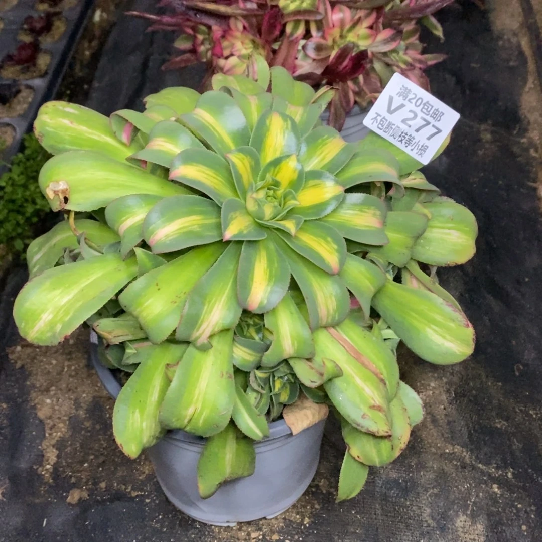 277黄中斑叶片摩擦变黑