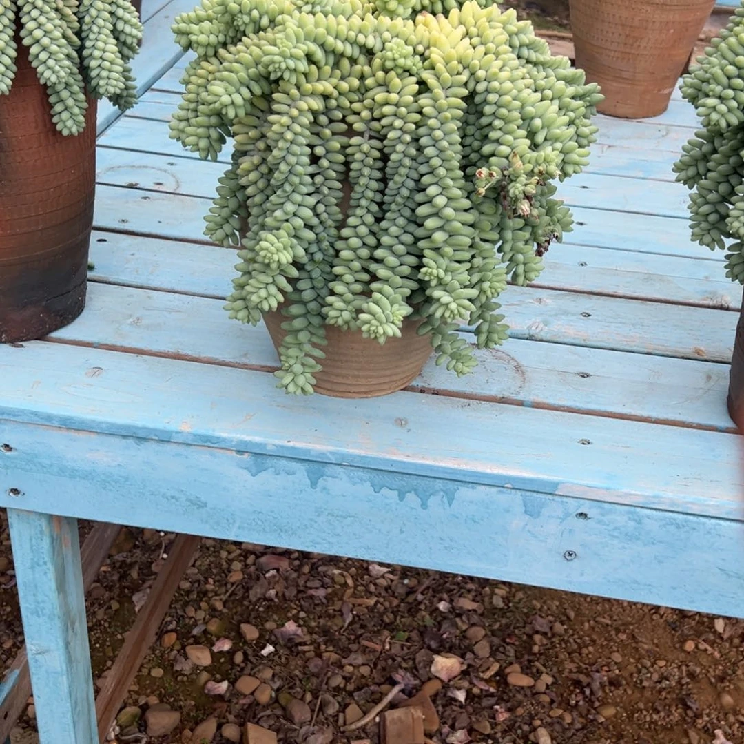 小*瓜玉坠多肉植物带盆