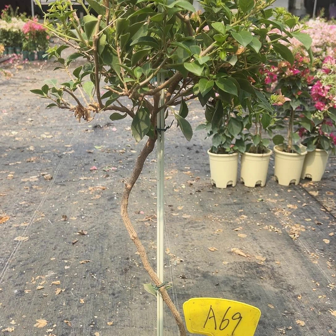 朵***爸大部分花苞少量开放A69卡雅塔