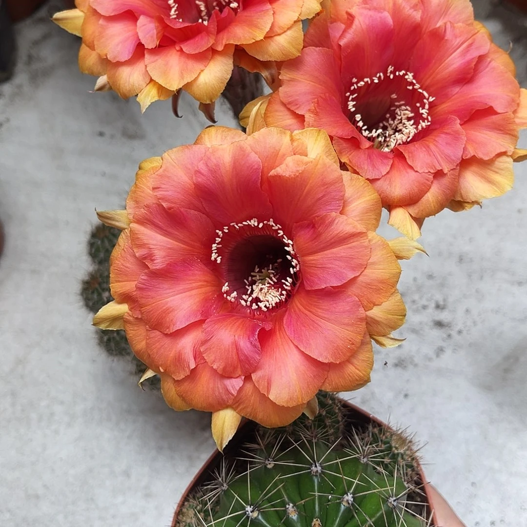 彩草48号7公分左右