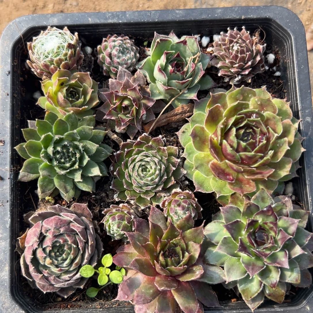 多肉植物中央音乐学院哟