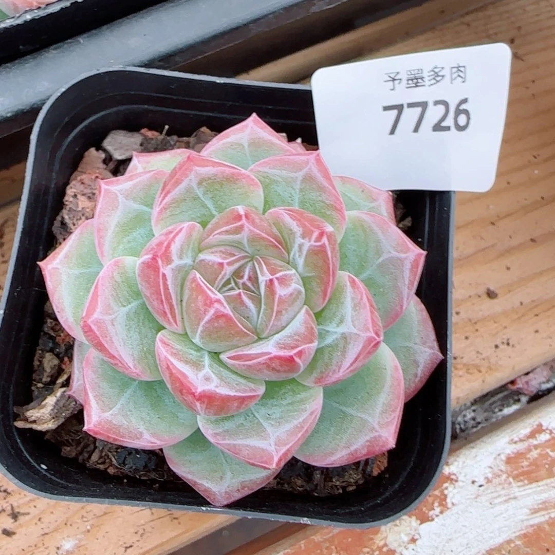 红草莓，7726多肉植物