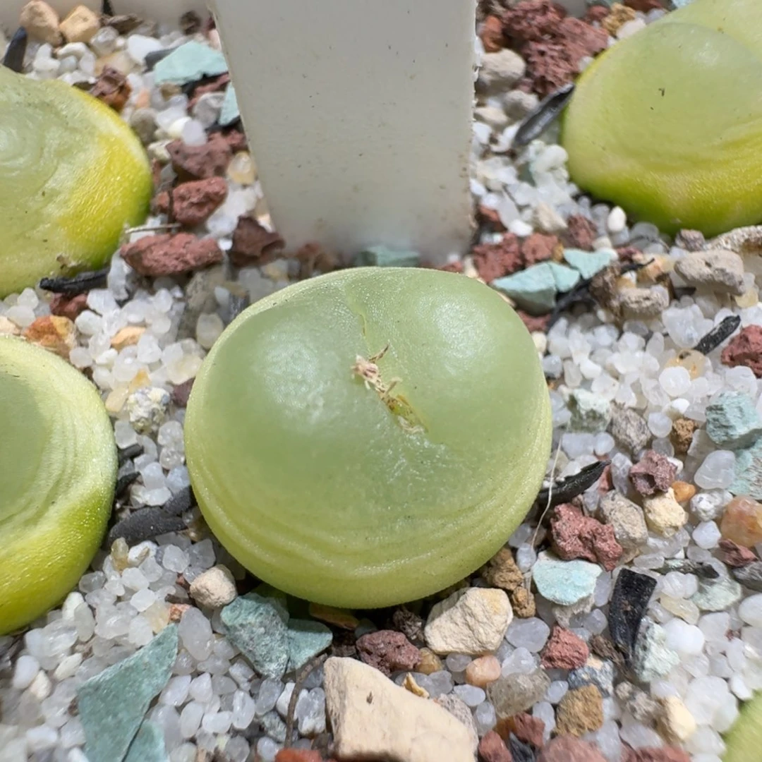 红陶黑***妮0205-38拉登拉登