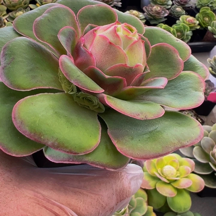 精品帕系山地玫瑰