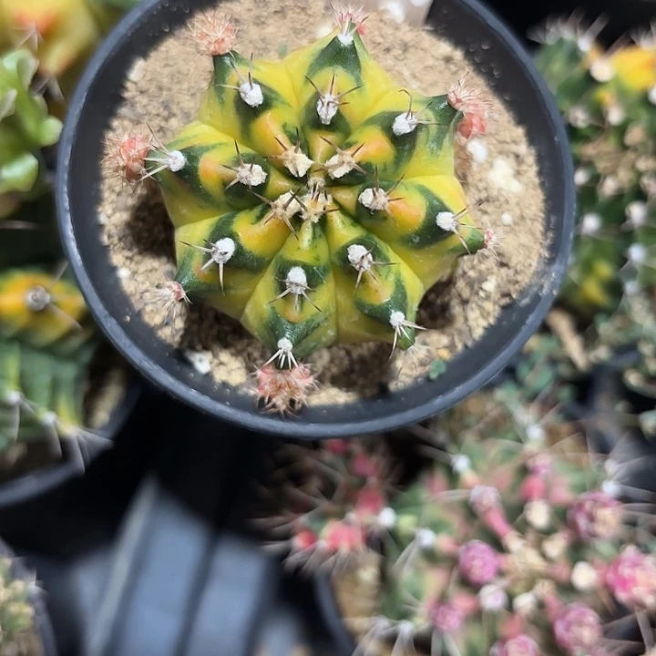 239-0602泰国发货多肉