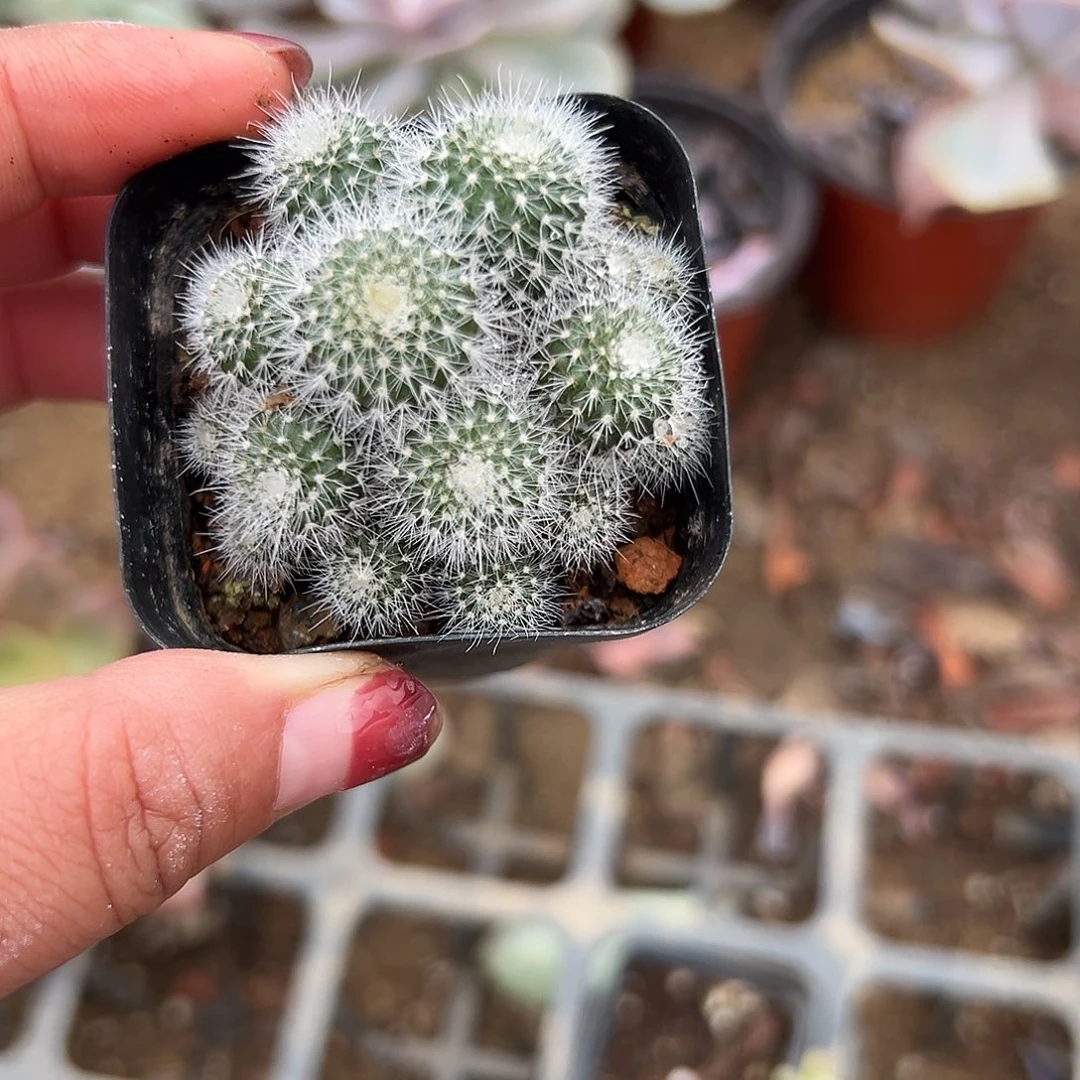 多肉植物多肉植物