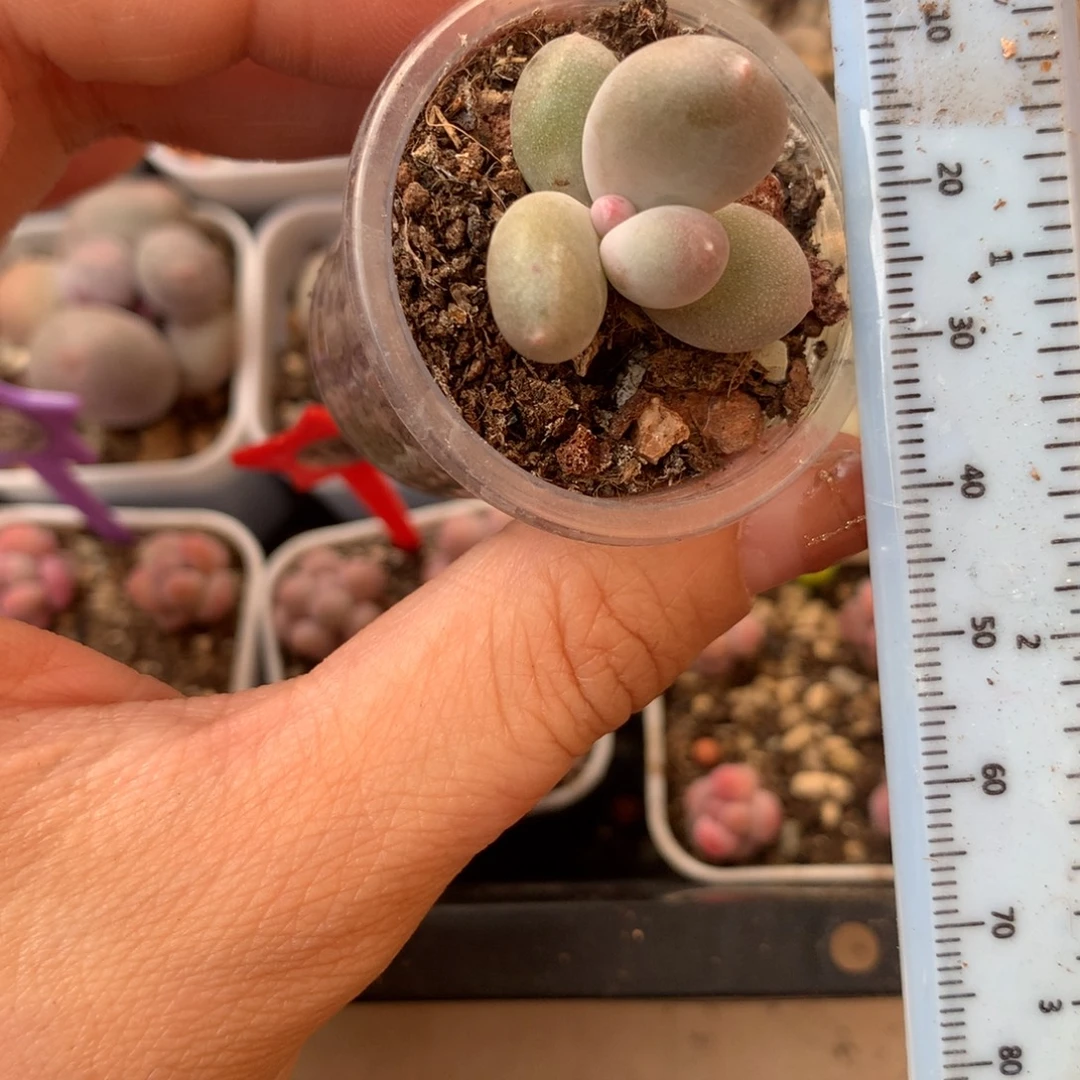 彩虹 不凑满28元发一片叶 不售后 到付