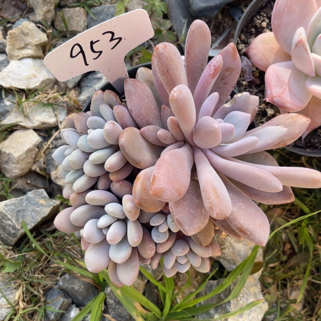 老阿姨花卉一物一拍953