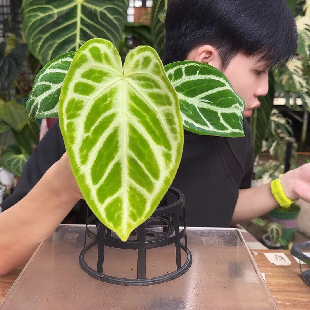 完全开放J06银刷子