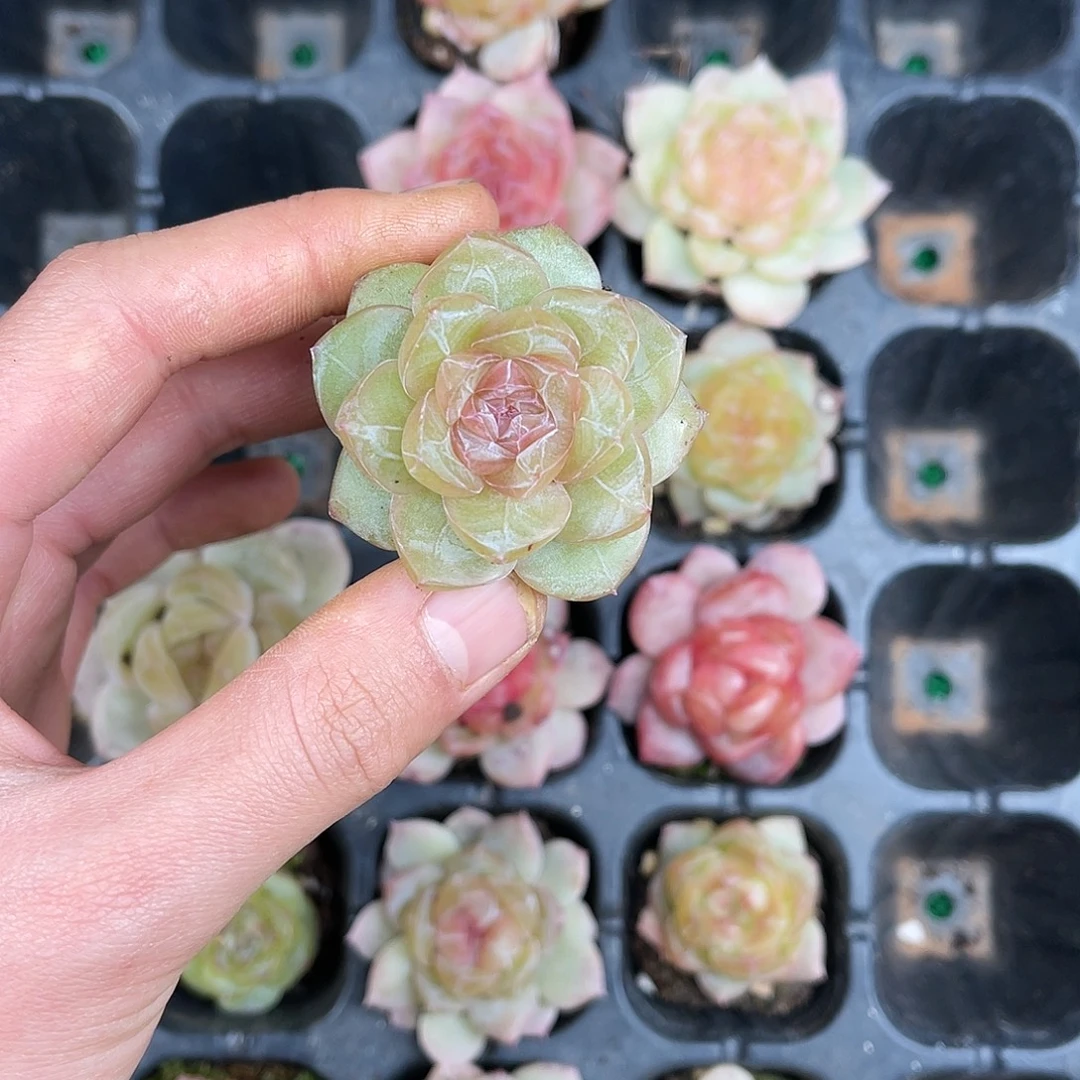 多肉一物一拍21-92