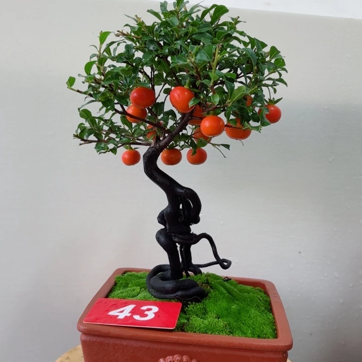 无花朵中****神金弹子盆景树
