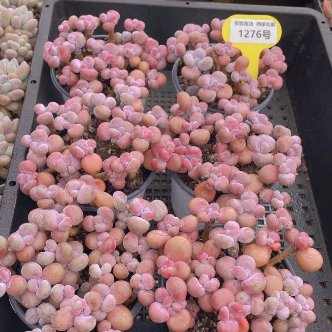 1276号 开播福利 丸叶腰子桃蛋老桩组合满满一盆