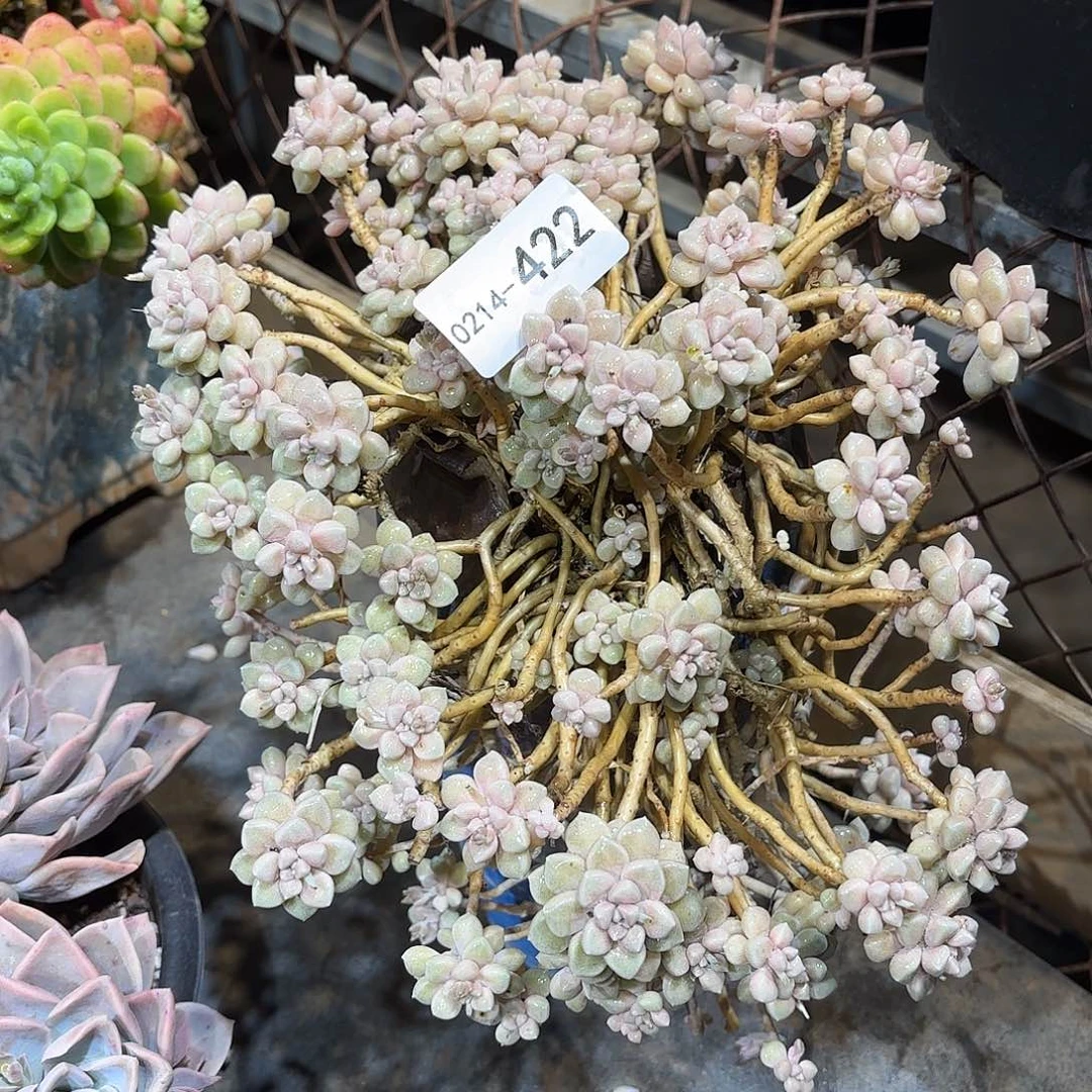 同温层多肉姬秋丽422微瑕422