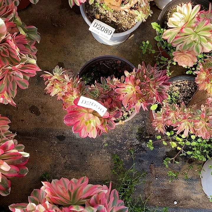 2090倾城多肉缀化底座无售后