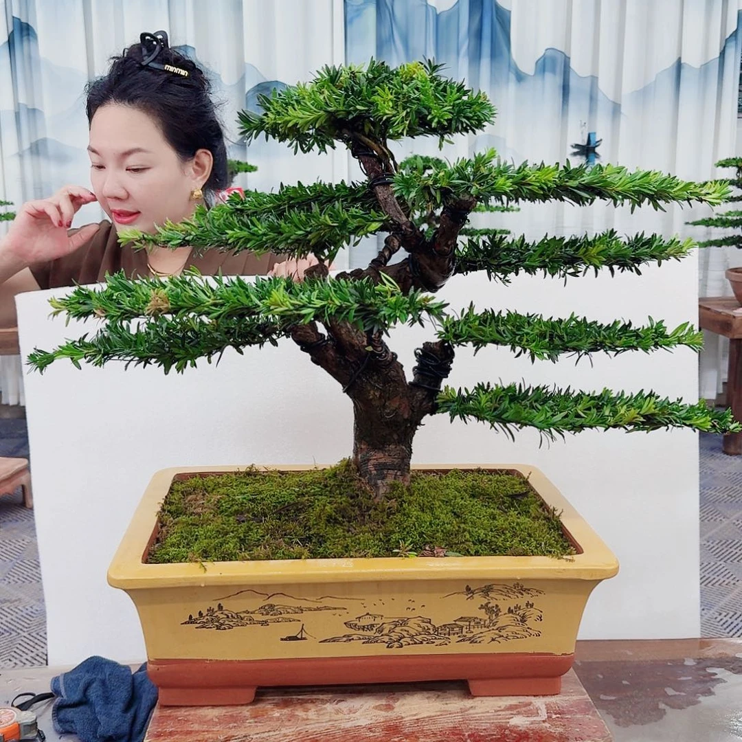 无花朵罗汉松一物一拍888