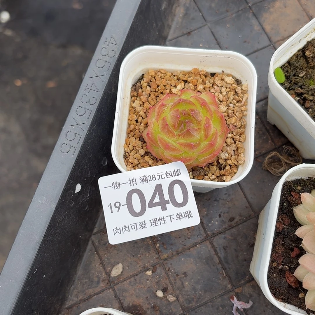 珍菲无盆土发货无盆土发货无