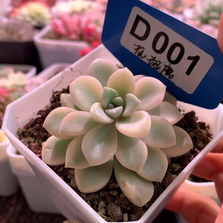 花斑鹿覆轮锦有根