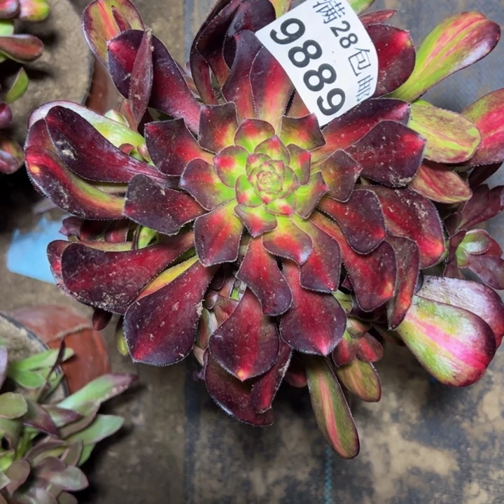 9889南晚霞多肉植物