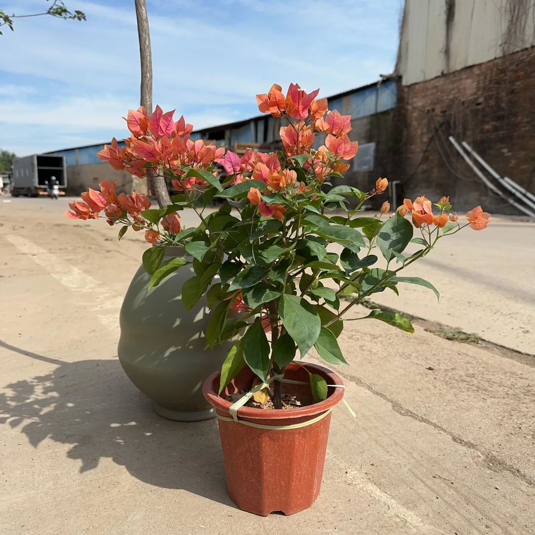 绿叶橙三角梅盆栽带花朵阳台庭院花卉好养活四季开花绿植老桩