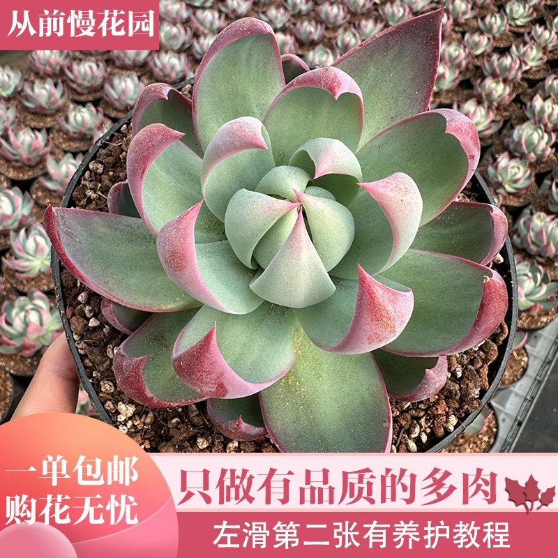 【从前慢甄选】惊鸿仙子小 精品多肉  量拍链接