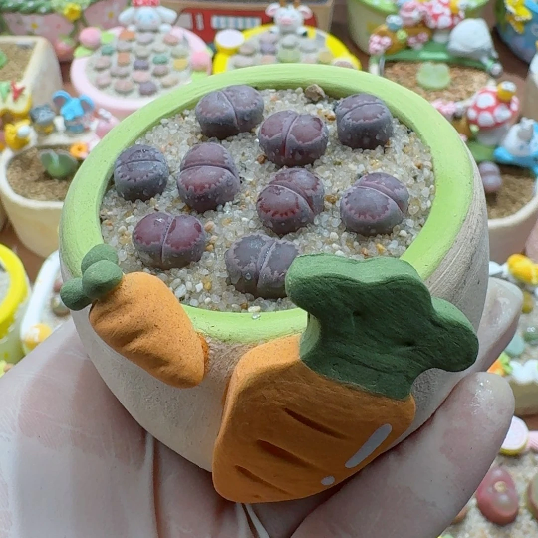 1113-011连盆带花紫饼干