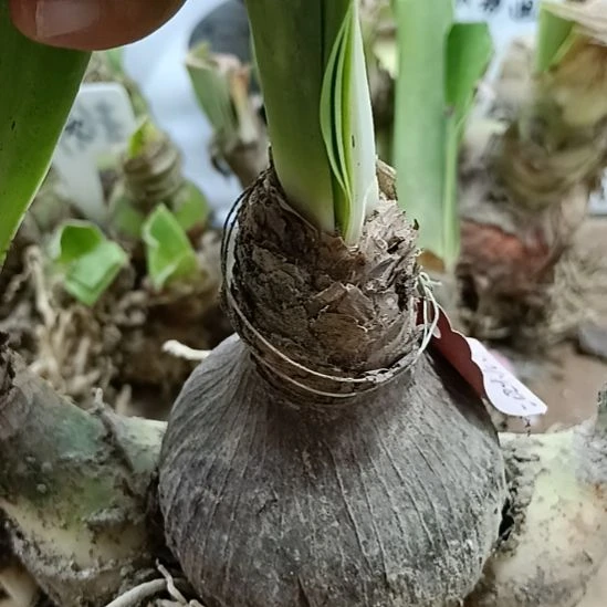 无花朵星月传说6.5带三个侧