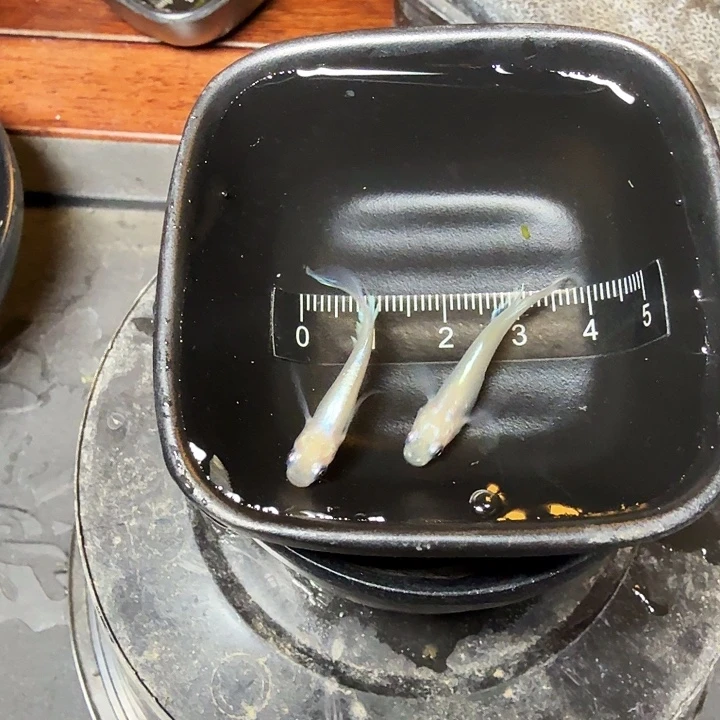 青鳉鱼2号拍品梦幻粉蝶