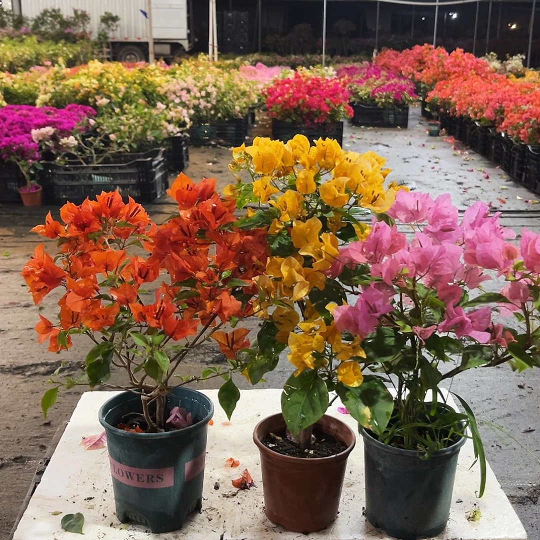 大部分花苞少量开放红桑巴，加州黄，安娜