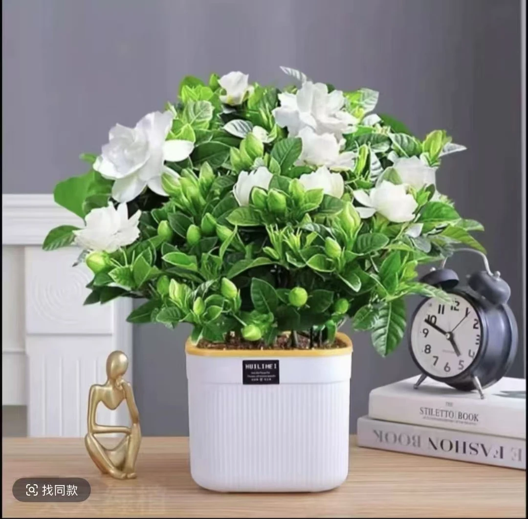 栀子花盆栽花卉带花苞室内水培四季好养浓香型绿植