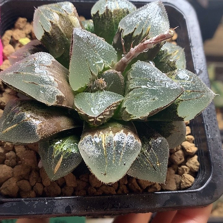 实生镜面寿一物一拍