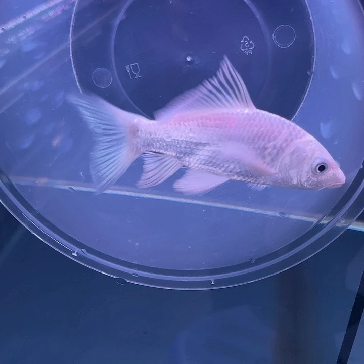蝴蝶鲤鱼小****蔡哈哈哈哈哈哈哈哈哈