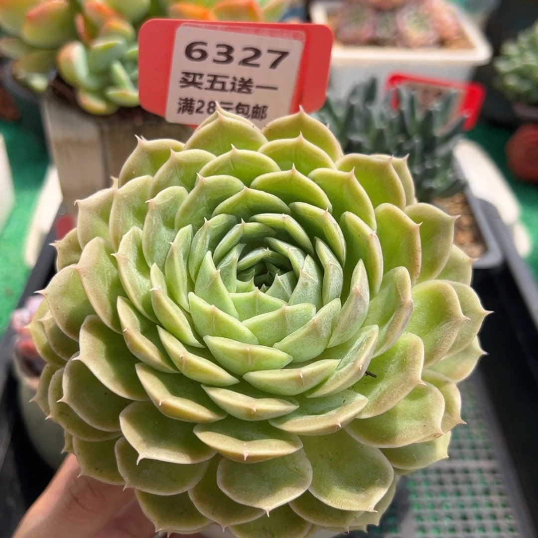 表妹精品多肉植物6327.