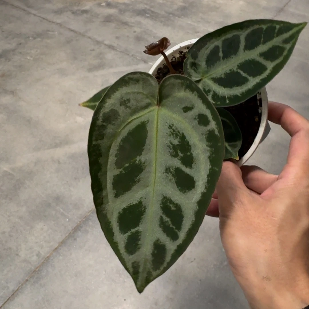 不开花植物Skg银红 f2